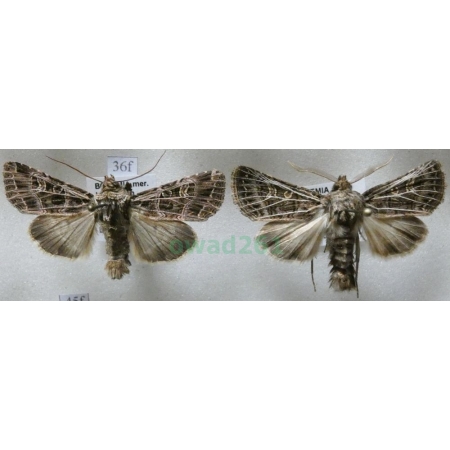 Sideridis reticulata (Goeze, 1781) pair Czech36f